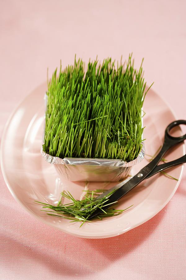 Fresh Wheatgrass In An Aluminium Dish Photograph by Colin Cooke