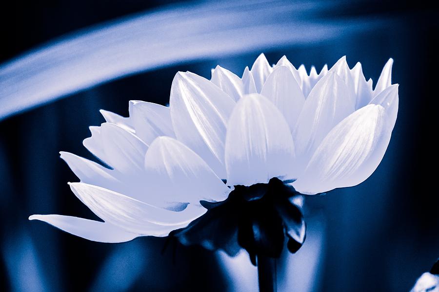 Fresh White Petals On Blue by Art Shack Fresh White Petals On Blue by Art Shack