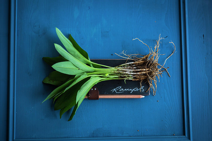 Fresh Wild Garlic Leaves With Roots On A Slate Surface Photograph by Eising Studio
