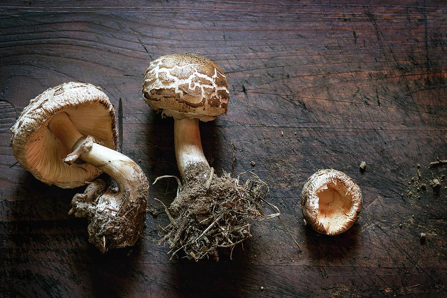Fresh Wild Mushrooms With Mycelium On A Wooden Surface Photograph by Natasha Breen