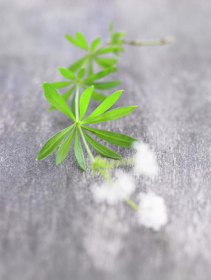 Fresh Woodruff leaves And Flowers Photograph by Anke Schtz