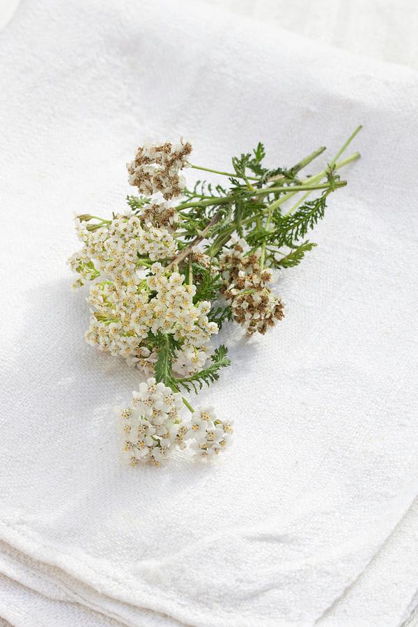 Fresh Yarrow On A Linen Cloth Outside Photograph by Sabine Lscher