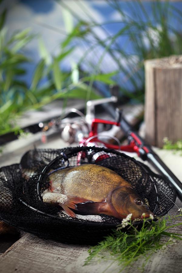 Freshly Caught Freshwater Fish In A Net Photograph by Boguslaw Bialy