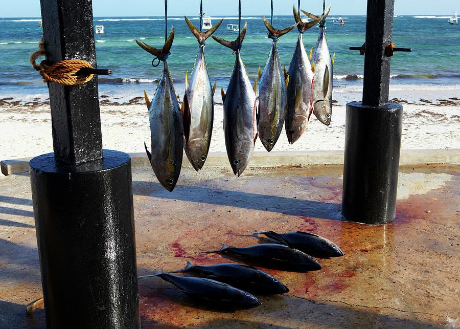 Freshly Caught Yellowfin Tuna Hanging Up At The Beach Photograph by Joff Lee Studios