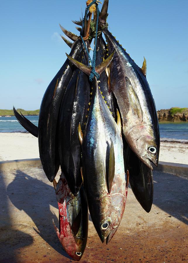 Freshly Caught Yellowfin Tuna, Hanging Up Photograph by Joff Lee Studios