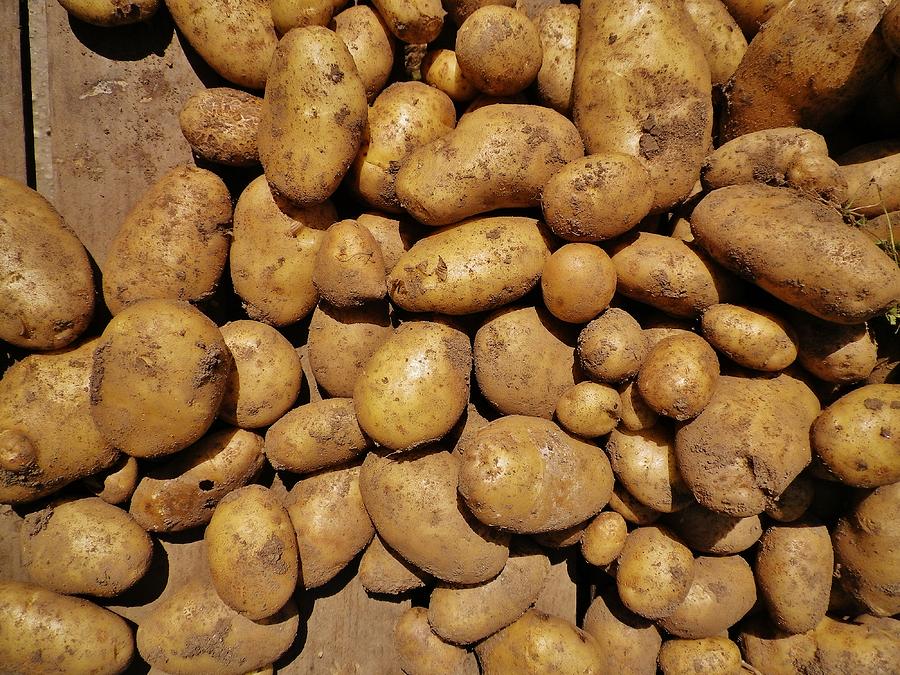 Freshly Dug Potatoes Cornwall Photograph by Richard Brookes