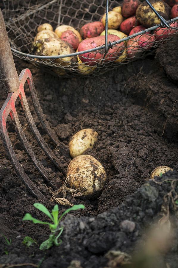 Freshly Dug Potatoes In Garden Photograph by Dr. Karen Meyer-rebentisch