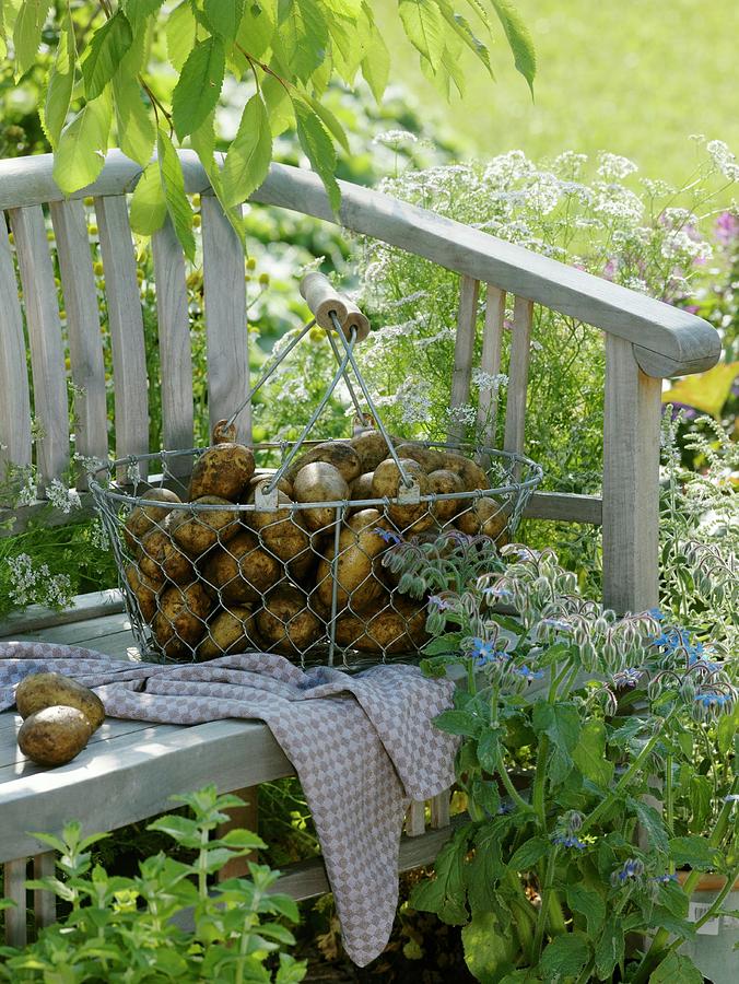 Freshly Dug Potatoes In Wire Basket On Garden Seat Photograph by Strauss, Friedrich