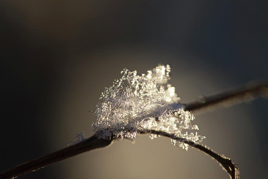 Freshly fallen snowflakes clinging to a twig Photograph by Intensivelight