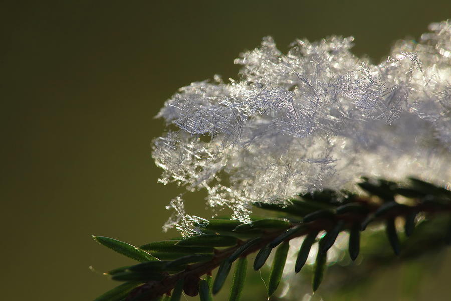 Freshly fallen snowflakes on a fir twig Photograph by Intensivelight