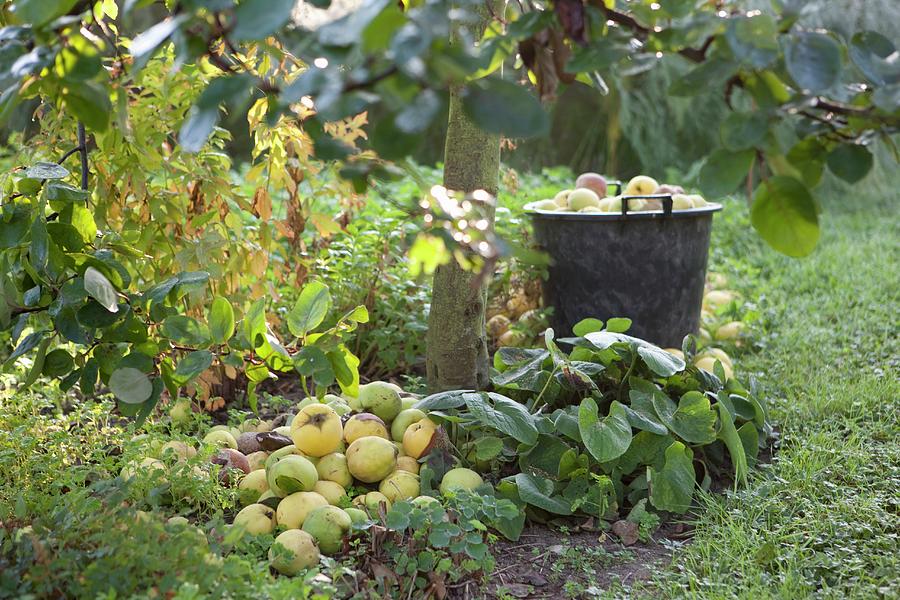Freshly Harvested Apples Next To Tree Trunk And In Bucket In Autumnal Ambiance Photograph by Sibylle Pietrek
