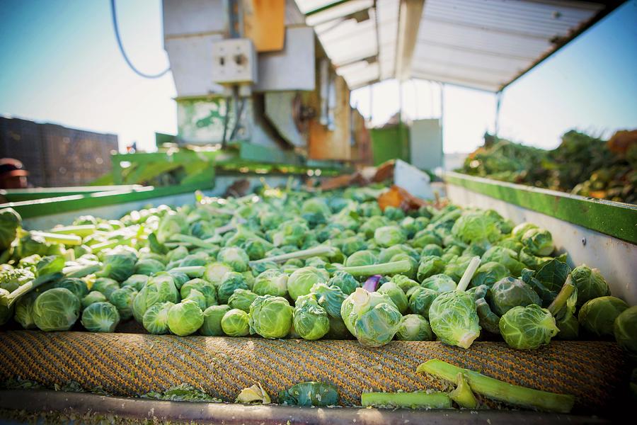 Freshly Harvested Brussels Sprouts On A Conveyor Belt Photograph by Kent Hwang Photography