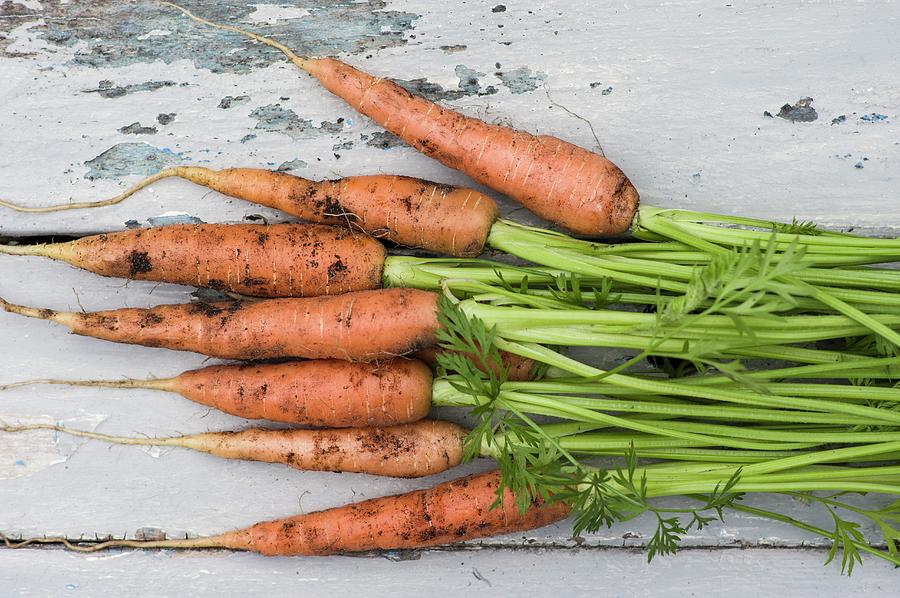Freshly Harvested Carrots Covered With Soil Photograph by Dr. Karen Meyer-rebentisch