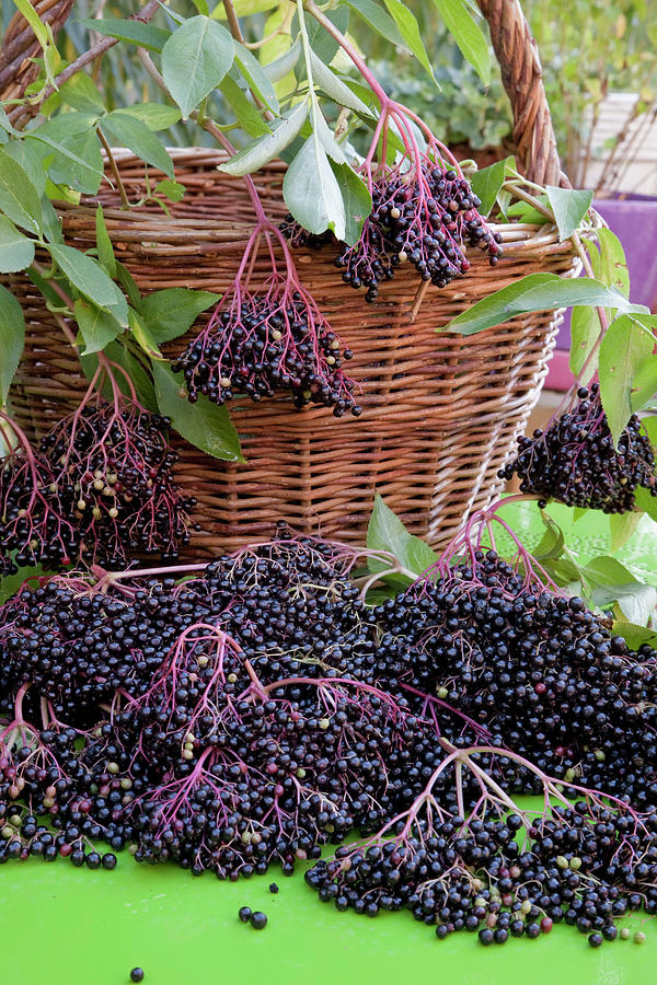 Freshly Harvested Elderberries sambucus Nigra, Basket Photograph by Noun
