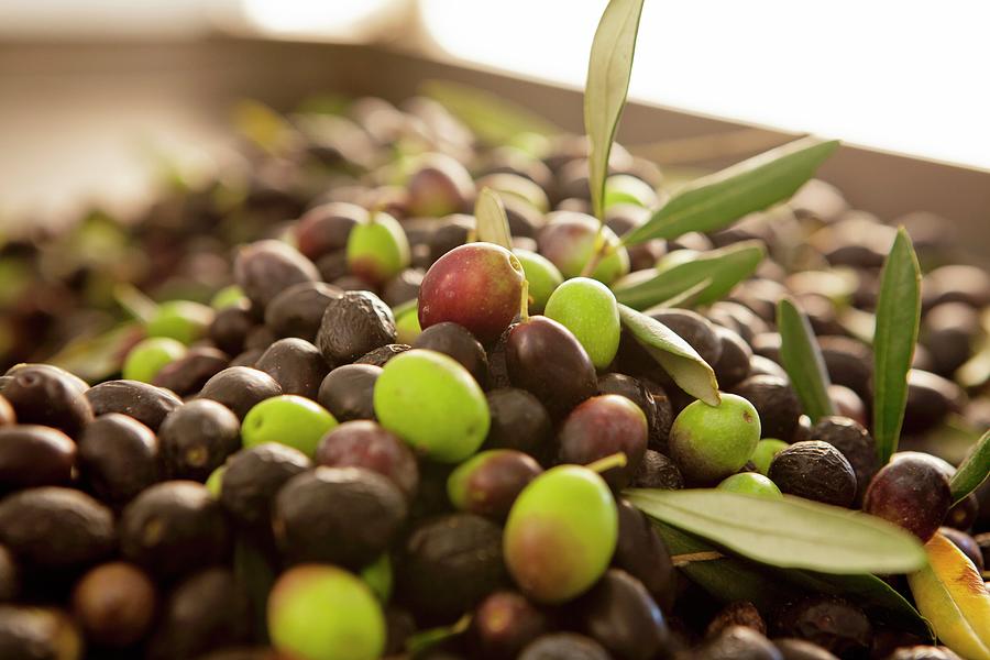 Freshly Harvested Green And Black Olives For Making Olive Oil Photograph by Creative Photo Services