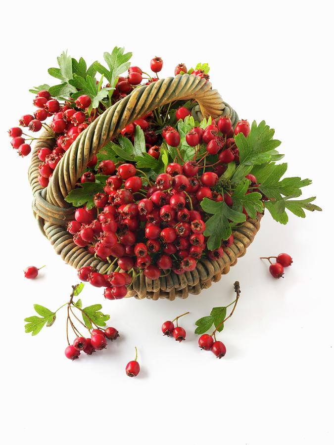 Freshly Harvested Hawthorn Berries In A Basket Photograph by Paul Williams