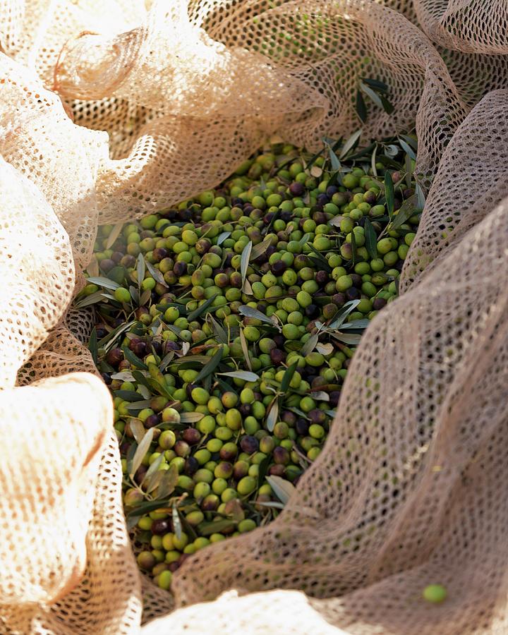 Summer Photograph - Freshly Harvested Olives In A Catching Net maremma Natural Park Albarese by Anthony Lanneretonne