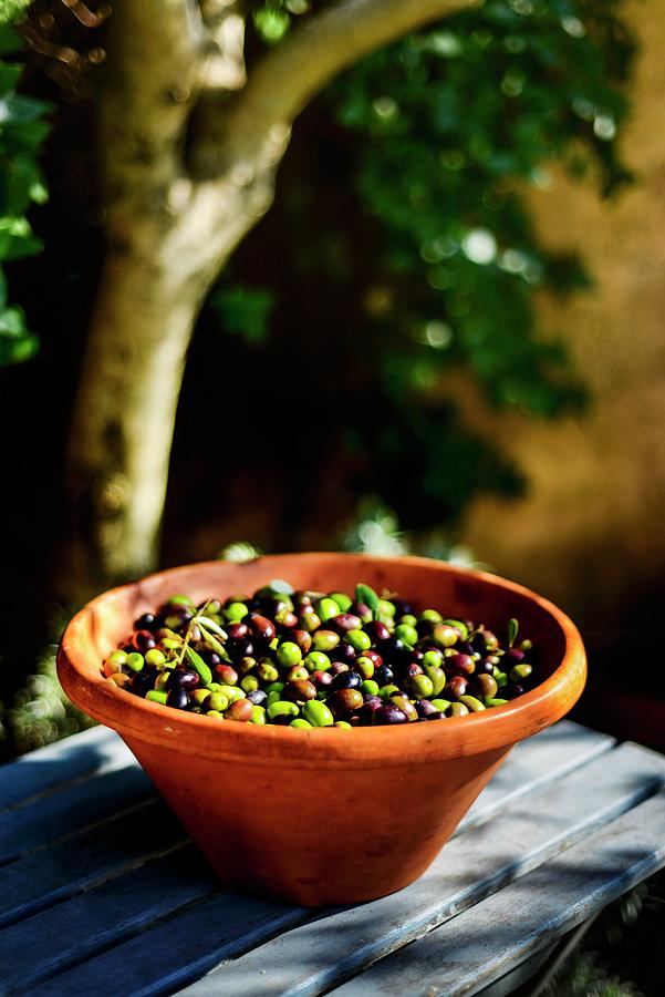 Freshly Harvested Olives In A Terracotta Bowl On A Garden Table Photograph by Roger Stowell