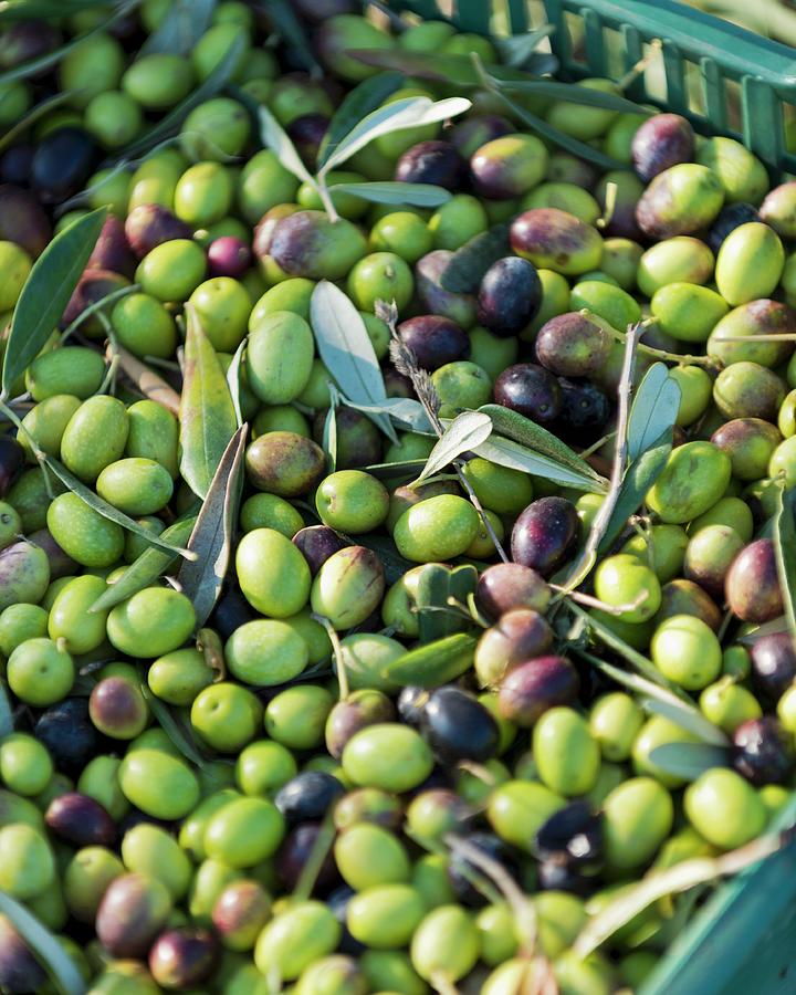 Freshly Harvested Olives maremma Natural Park Albarese Photograph by Anthony Lanneretonne
