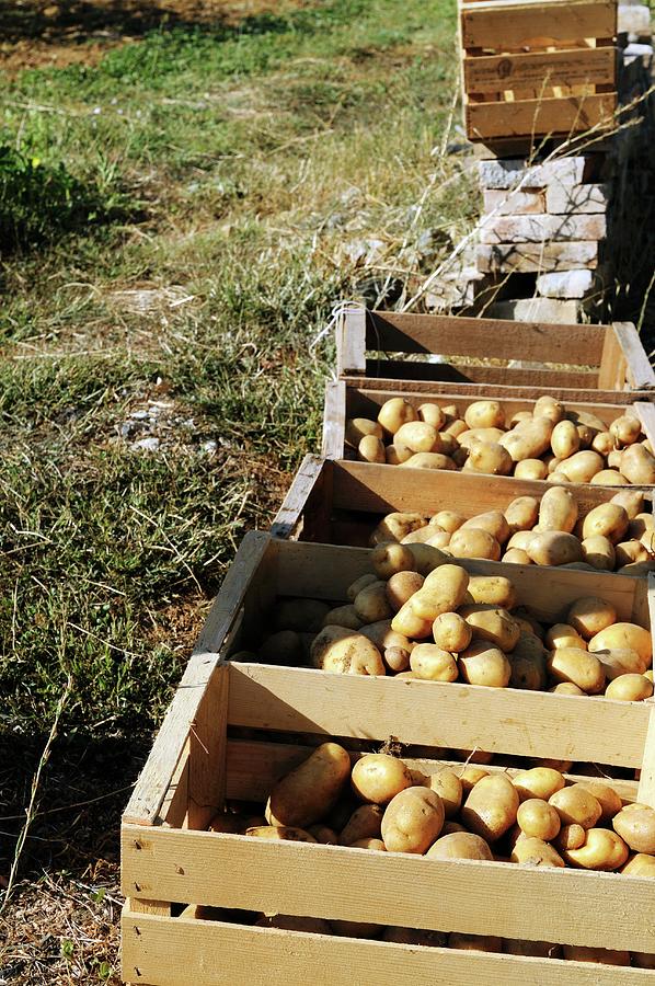 Freshly Harvested Potatoes In Crates In A Vegetable Garden Photograph by Mario Matassa