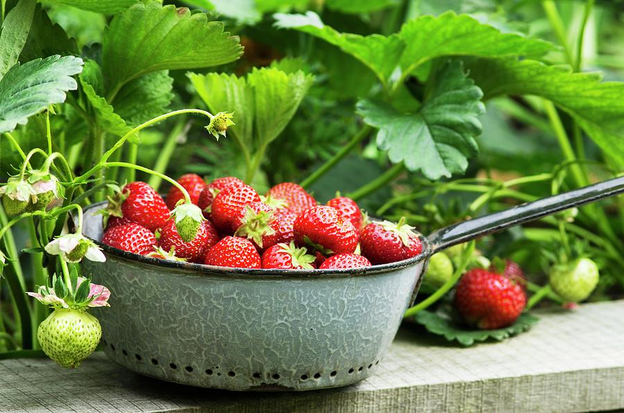Freshly Harvested Strawberries In A Grey Enamel Sieve In A Garden Photograph by Dr. Karen Meyer-rebentisch