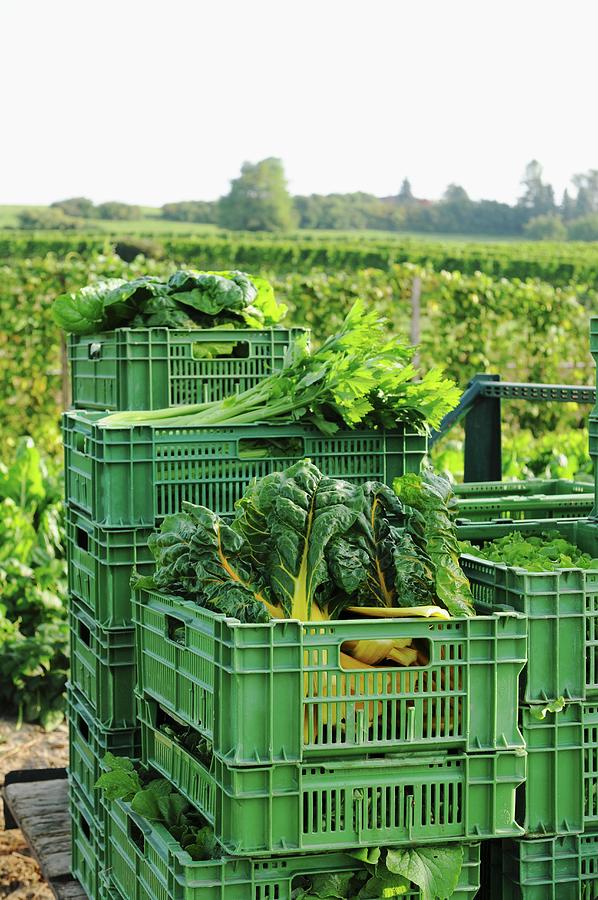 Freshly Harvested Vegetables In Plastic Crates By A Field Of Vegetables Photograph by Kng, Ruth