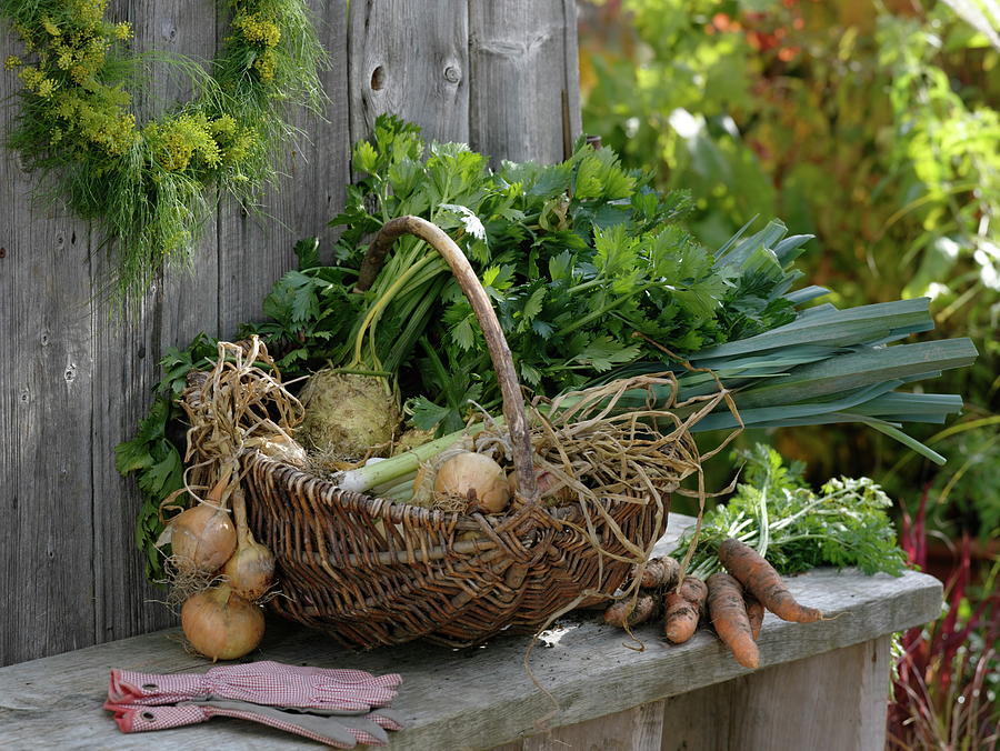 Freshly Harvested Vegetables In Wicker Basket Photograph by Friedrich Strauss