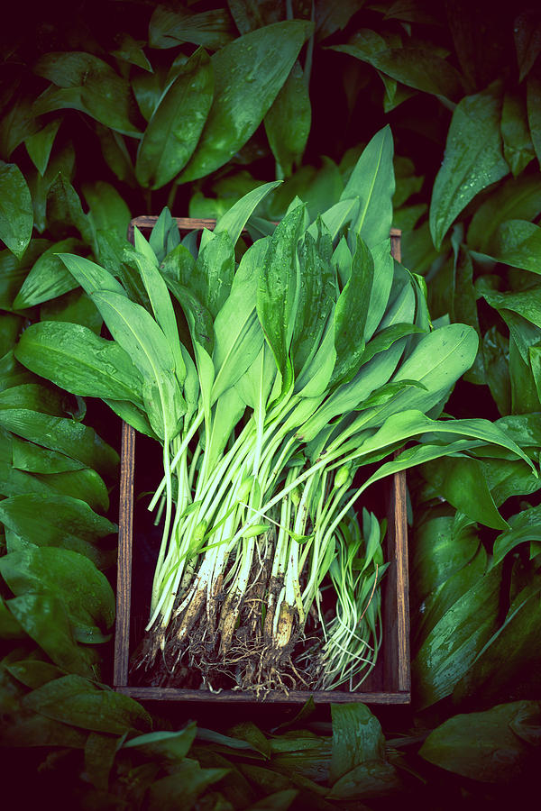 Freshly Harvested Wild Garlic In A Wooden Crate Photograph by Eising Studio