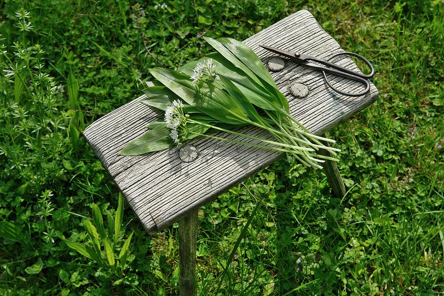 Freshly Harvested Wild Garlic On A Wooden Table In The Open Air Photograph by Bodo A. Schieren