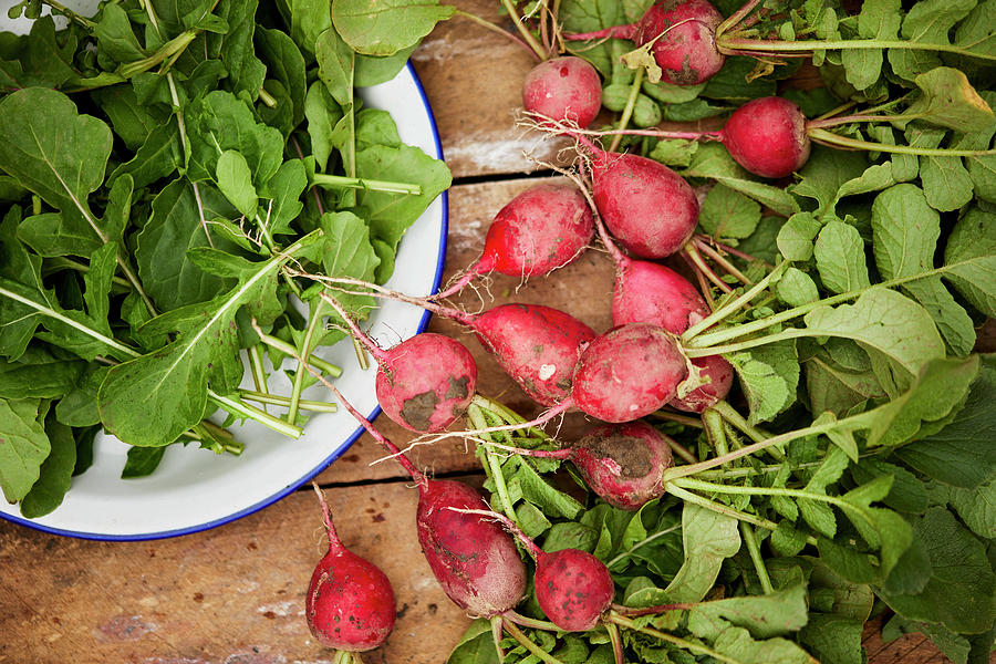 Freshly Picked Arugula And Radishes From A Garden Photograph by Natasa Dangubic
