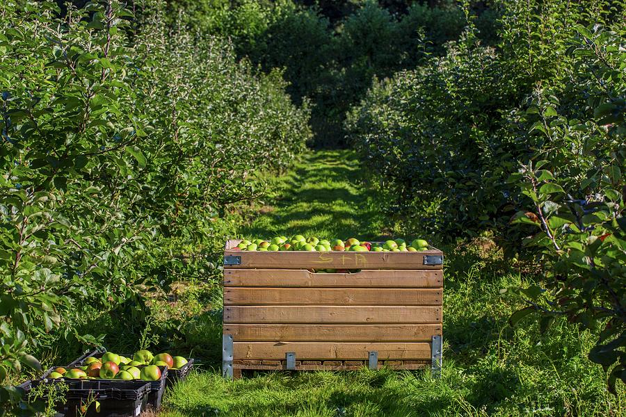 Freshly-picked Bramley Apples In Crates In An Orchard england Photograph by Artfeeder
