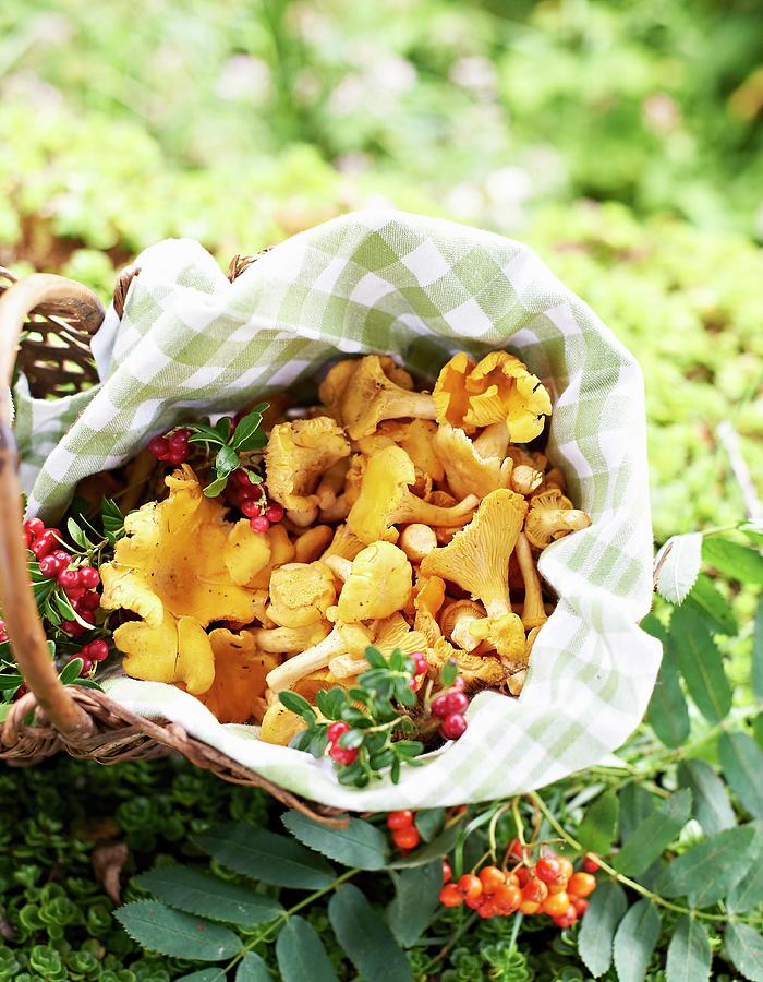Freshly Picked Chanterelle Mushrooms In A Basket On The Forest Floor Photograph by Hannah Kompanik