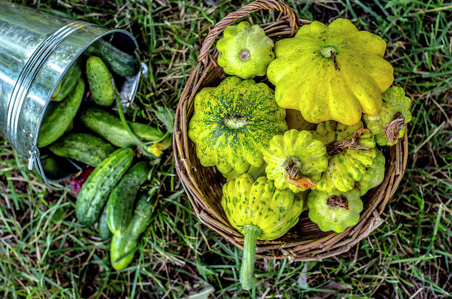 Freshly Picked Cucumbers And Pattypans Photograph by Gorobina