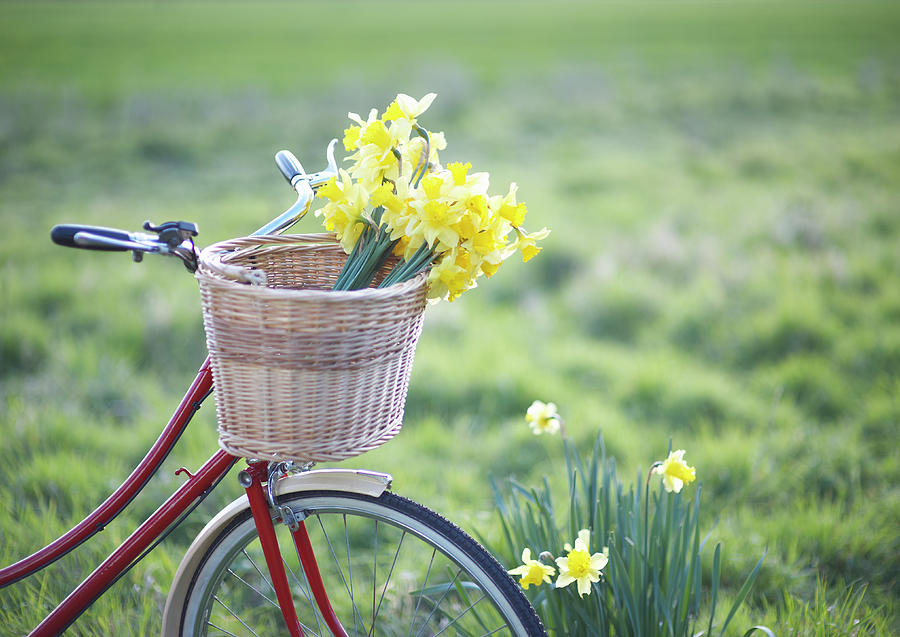 Freshly Picked Daffodils In A Bicycle Photograph by Dougal Waters