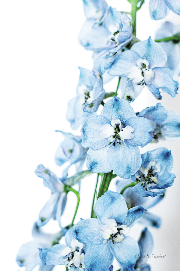 Flower Photograph - Freshly Picked Delphinium IIi by Elizabeth Urquhart