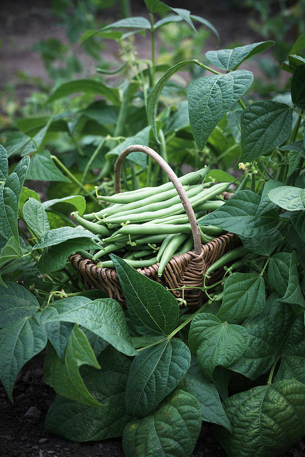 Freshly Picked Garden Beans In A Basket Photograph by Kati Neudert