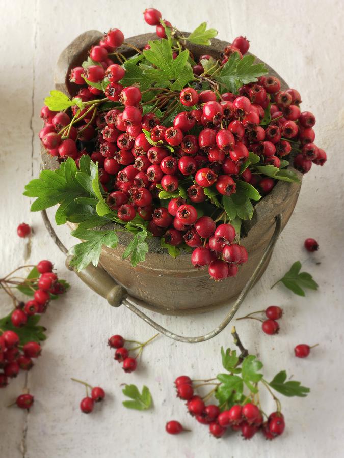 Freshly Picked Hawthorn Berries In An Old Bucket Photograph by Paul Williams