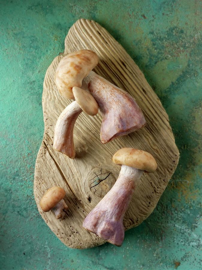 Freshly Picked Pied Bleu Mushrooms On A Slice Of Wood Photograph by Paul Williams