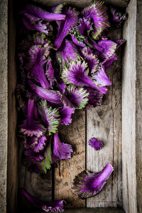 Freshly Picked Purple Kale Leaves, View From Above Photograph by Magdalena Hendey