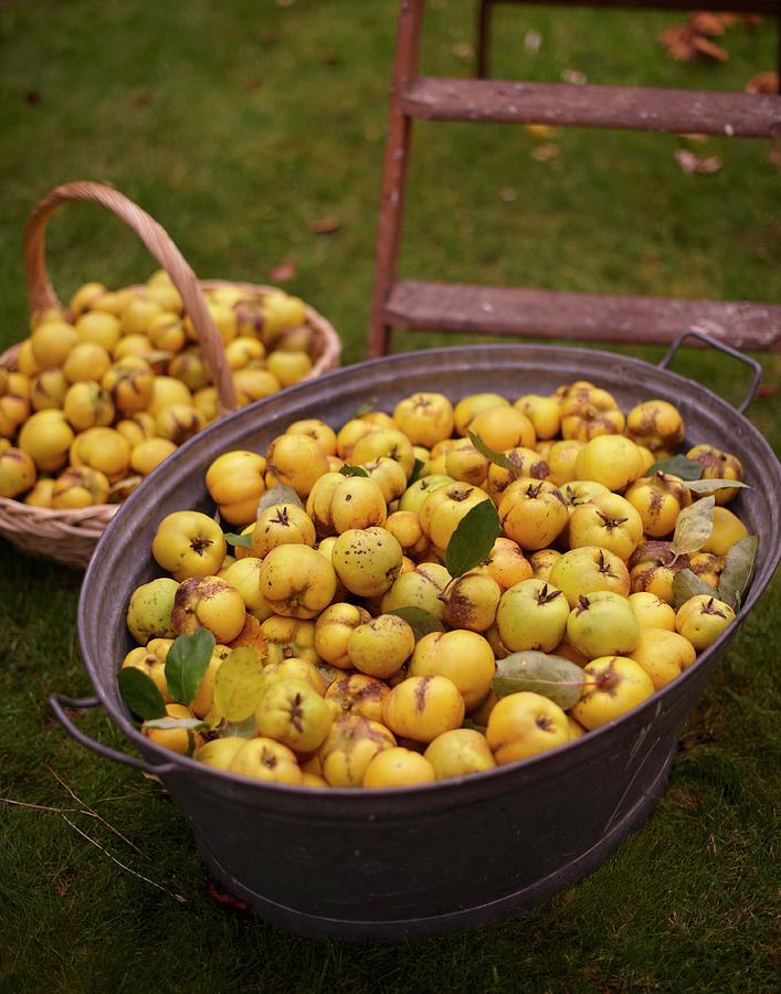 Freshly Picked Quinces In A Basket And A Zinc Tub Photograph by Hannah Kompanik