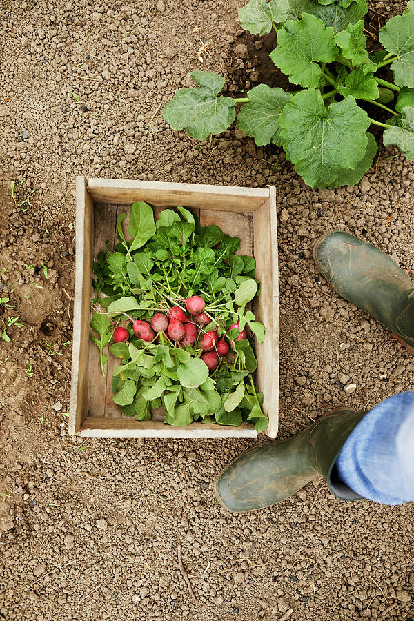Freshly Picked Radishes In A Wooden Box Photograph by Natasa Dangubic