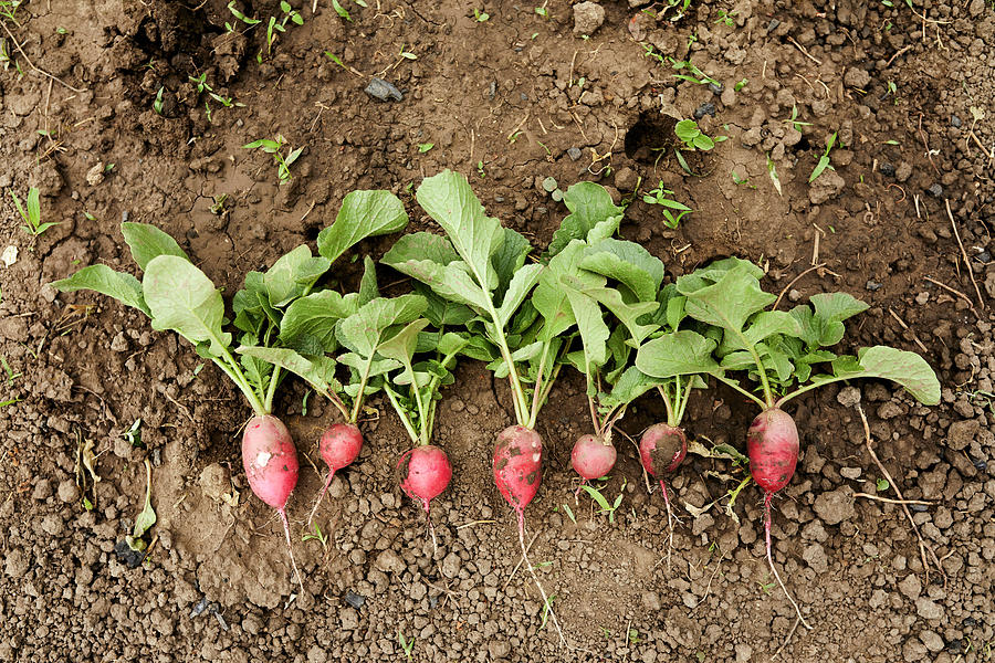 Freshly Picked Radishes Lined Up On The Ground Photograph by Natasa Dangubic