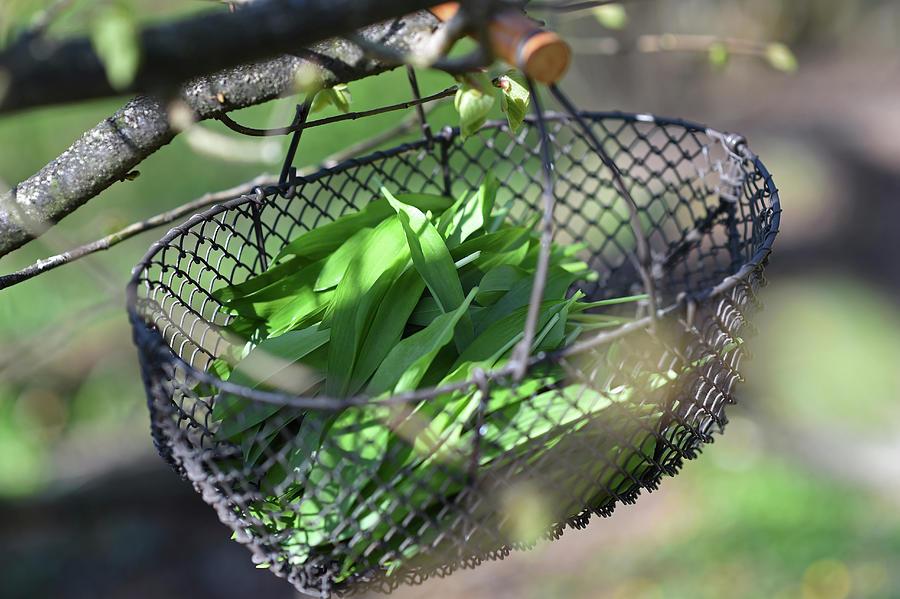 Freshly Picked Ramsons In Wire Basket Hung From Branch Photograph by Christine Gill