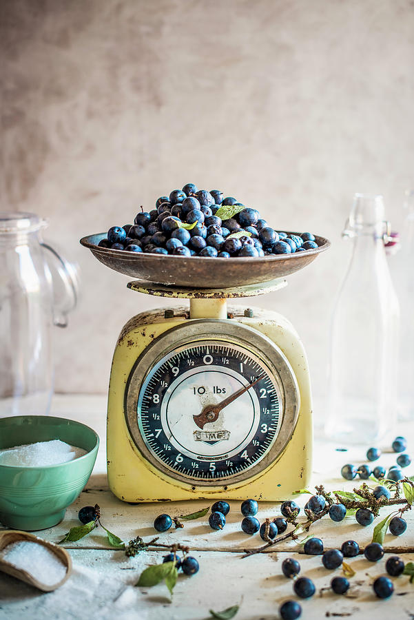Freshly Picked Sloes For Sloe Gin Making Photograph by Magdalena Hendey