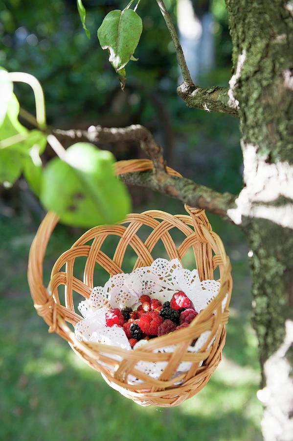 Freshly Picked Wild Berries In A Basket Hanging From A Tree Photograph by Gabriela Lupu