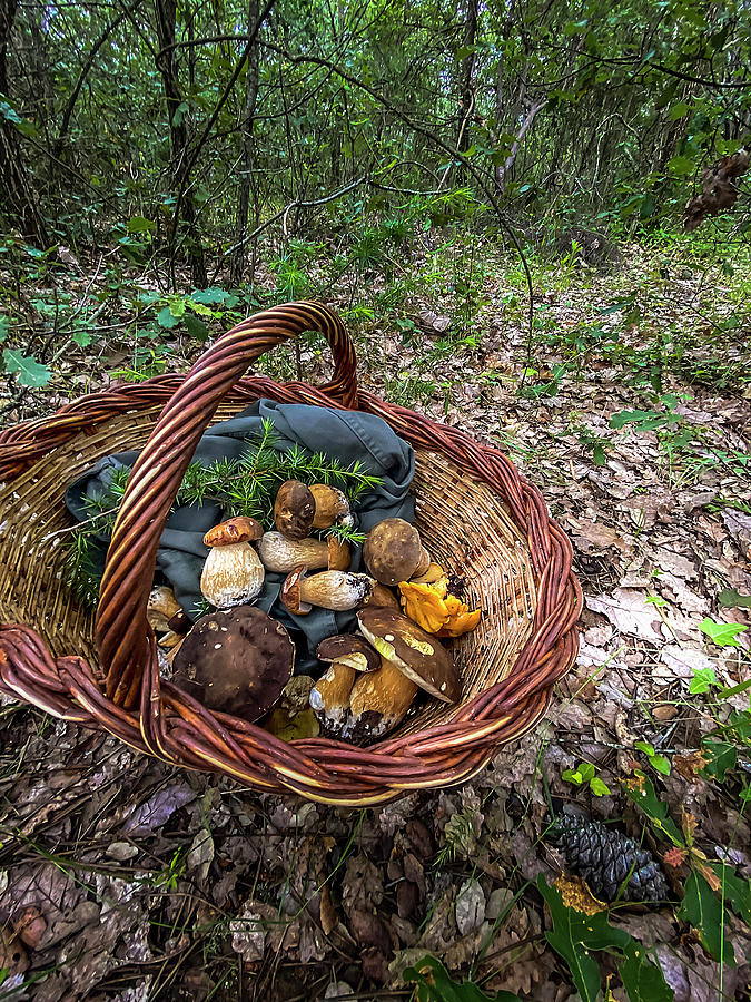 Freshly Picked Wild Mushrooms In A Wicker Basket In A Clearing In A Woode Photograph by Rosa Hereu