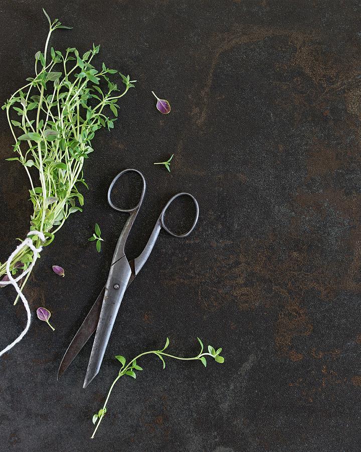 Freshly Thyme With An Old Pair Of Scissors seen From Above Photograph by Antti Jokinen