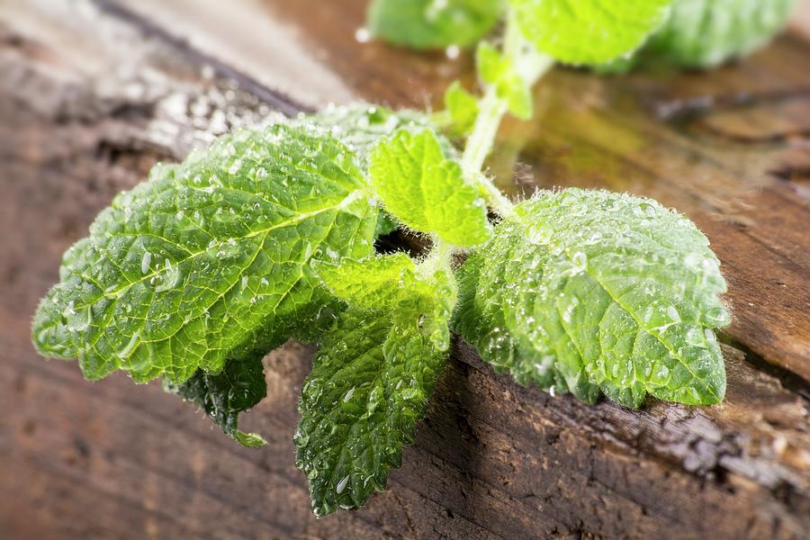 Freshly Washed Lemon Balm On A Wooden Crate Photograph by Chris Schfer