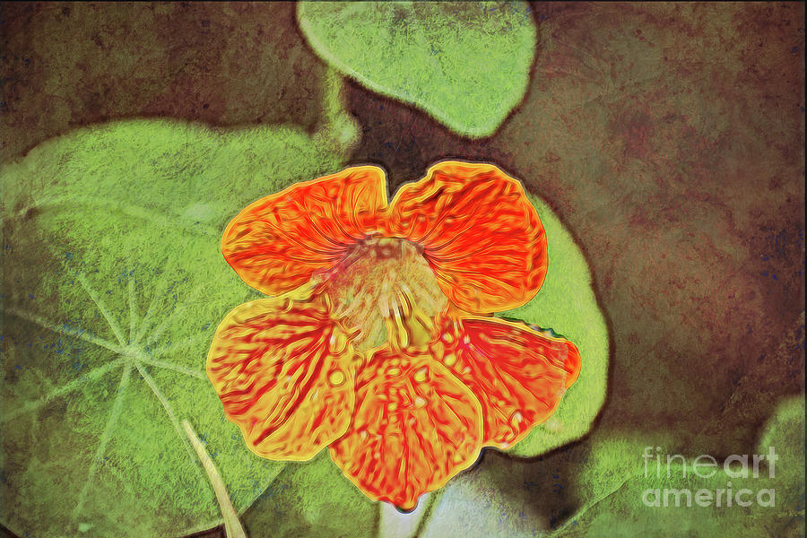 Freshly Washed Nasturtium Photograph by Rebecca Carr