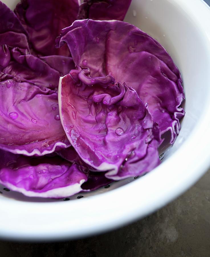 Freshly Washed Red Cabbage Leaves In A Colander Photograph by Ryla Campbell